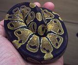 RoyalPython.jpg image by evolutionreptiles